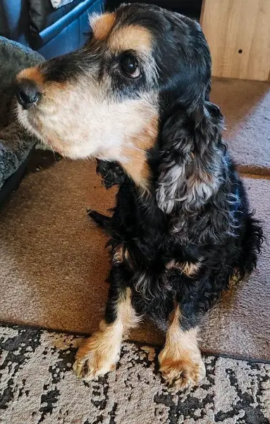 Cocker Spaniel suchet dringend ein neues Zuhause