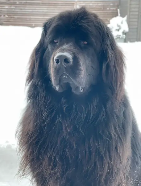 SPIKE sucht neues zu Hause, Neufundländer Bernhardiner Mix