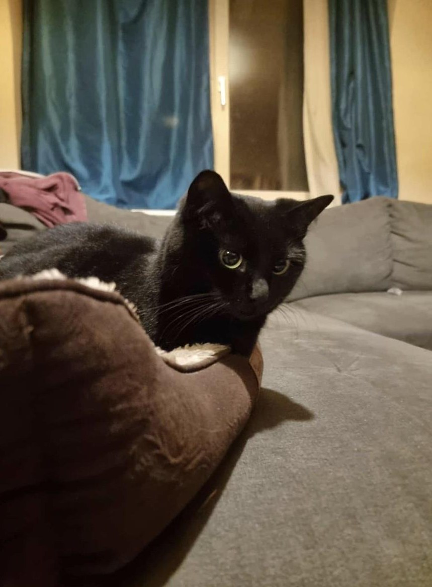 Katze Lucy, 3.5-jährig sucht ein neues Zuhause