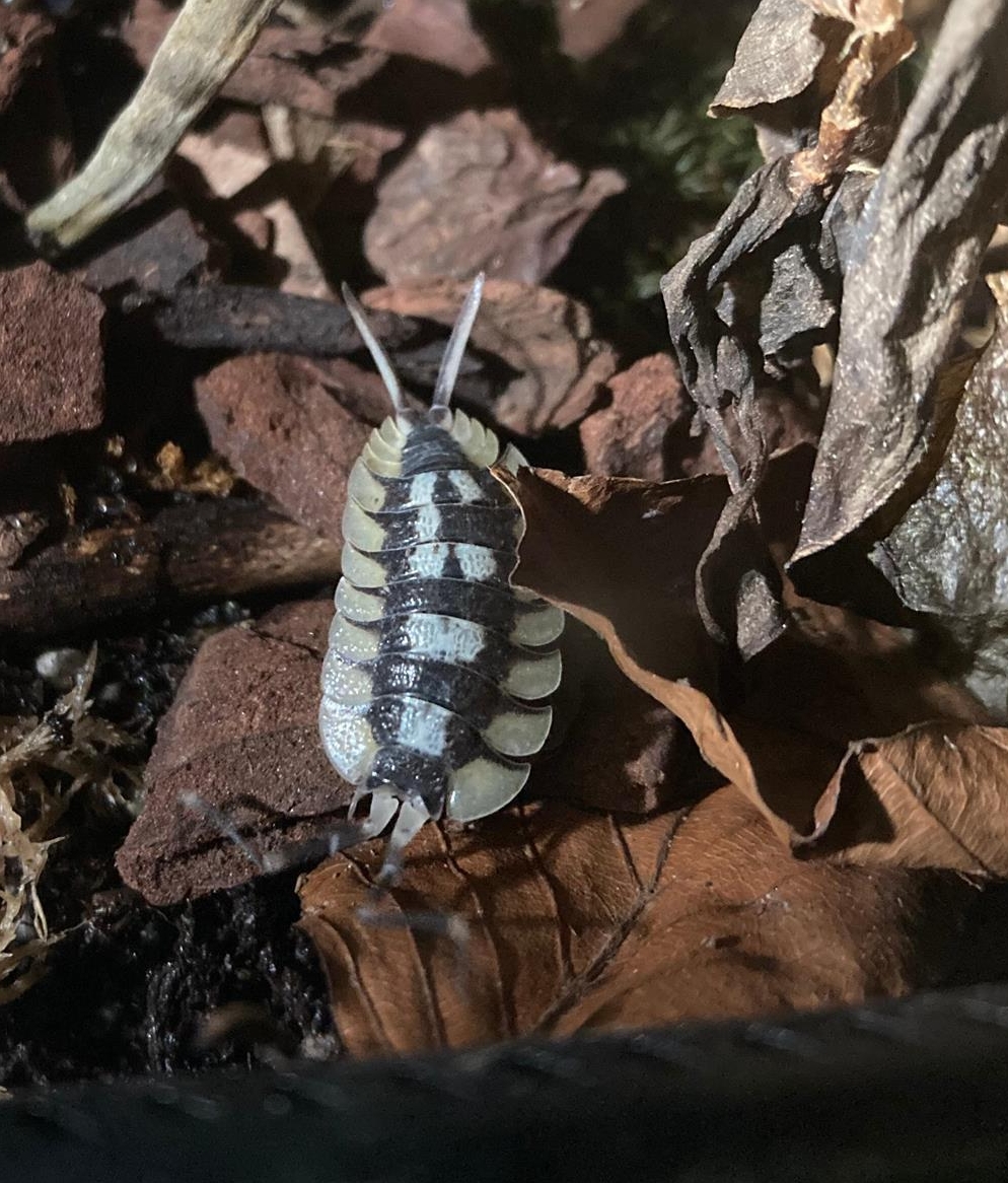 Diverse Asseln Zuchtansätze gemischt