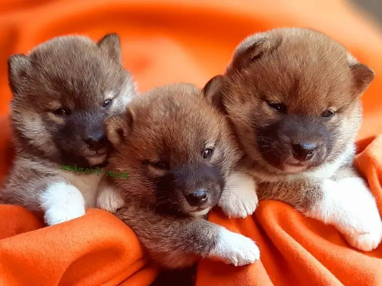 Prächtige Shiba Inu Welpen mit Ahnentafel aus kontrollierter Zucht