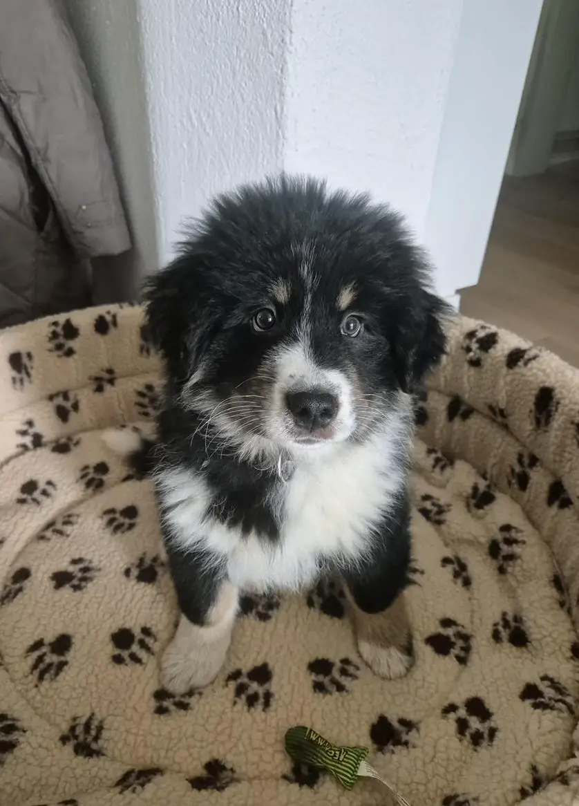 Kleiner Mischlingswelpe sucht ein neues Zuhause