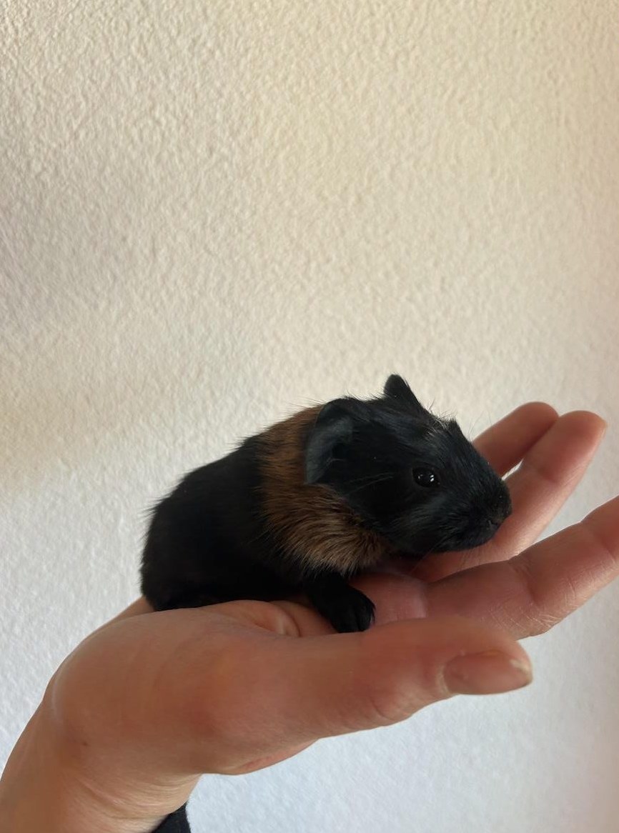 Junges Meerschweinchen sucht neues Zuhause