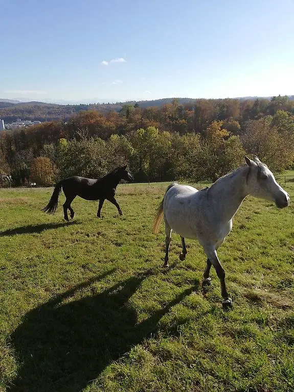 Reitbeteiligung zu vergeben