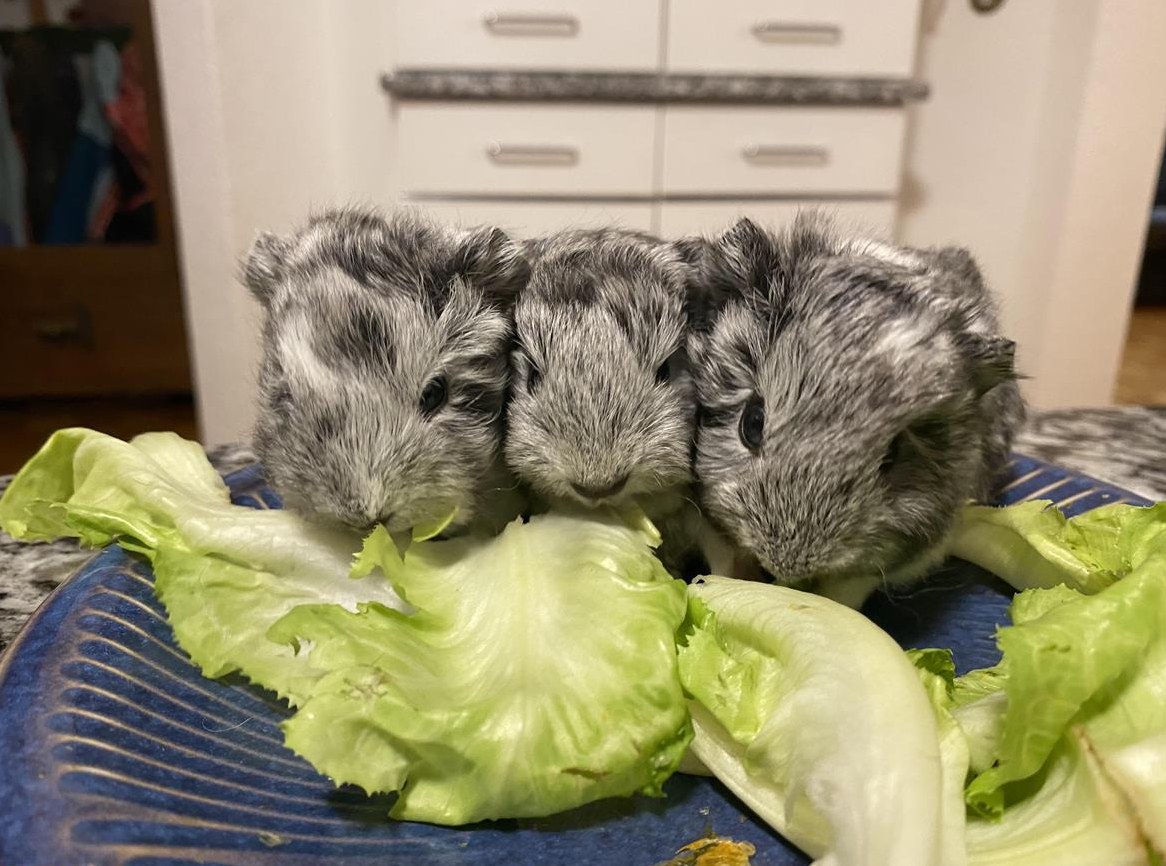 Süsse Meerschweinchen Babys (M/W) abzugeben