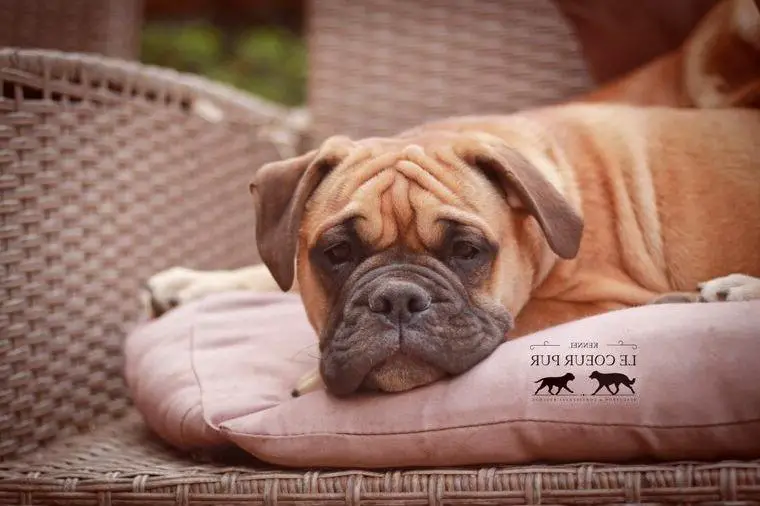 Continental Bulldog welpen