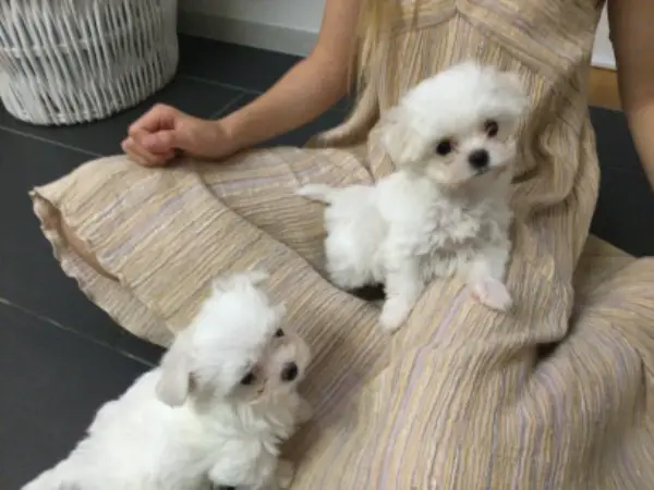 Wunderschöne Malteser Welpen zu verkaufen