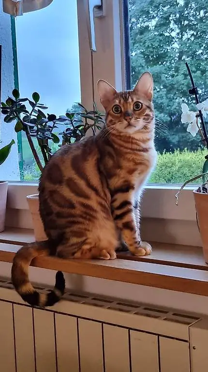 Bengal Katze