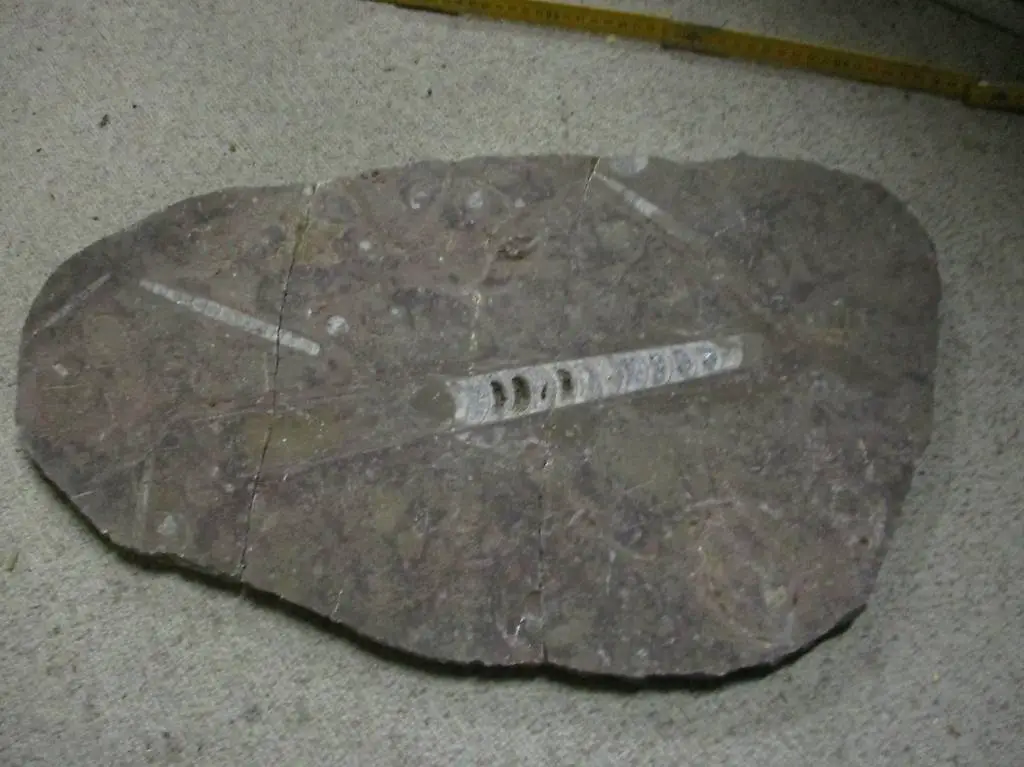 Versteinerung Orthoceras Ammonit Urzeit - Rarität