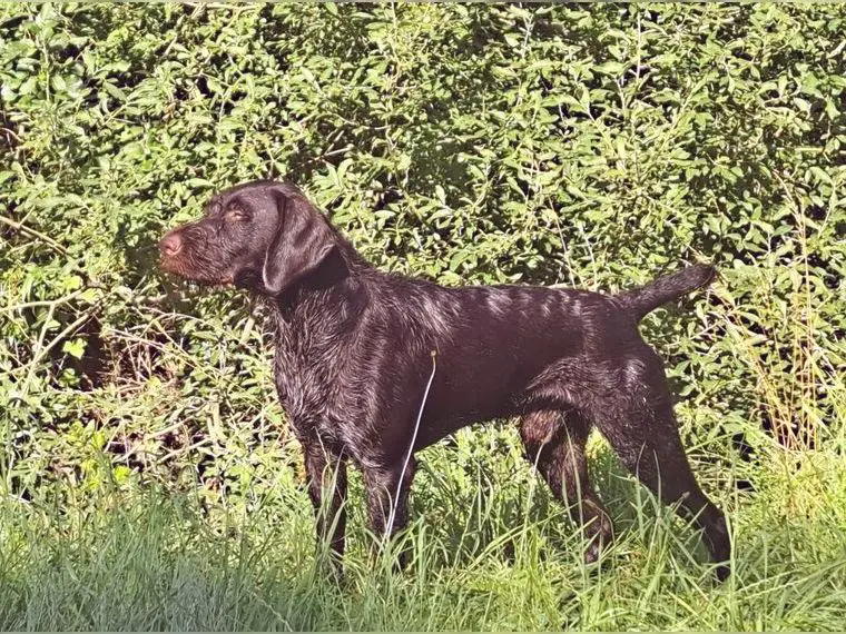 Deutsch Drahthaar Rüde