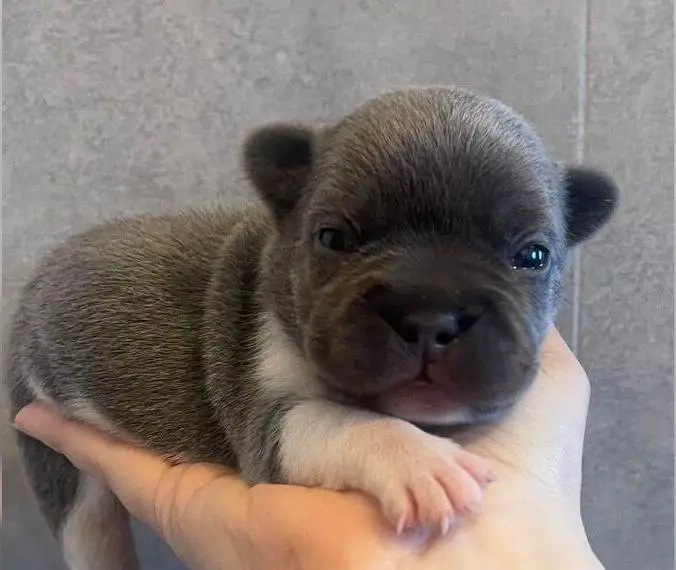 Französische Bulldogge langer Nase und top Rute