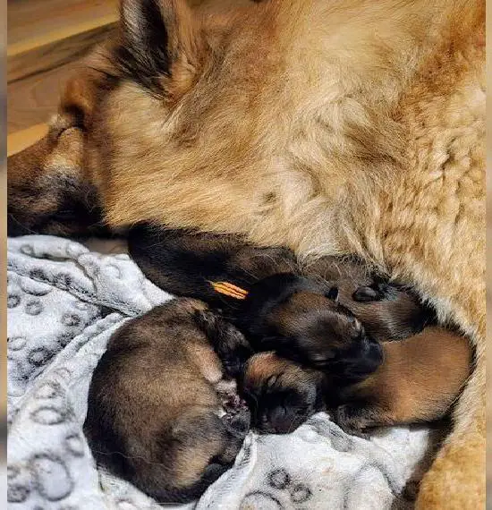 Wurfmeldung Eurasier Welpen aus liebevoller Familienaufzucht mit Ahnentafel