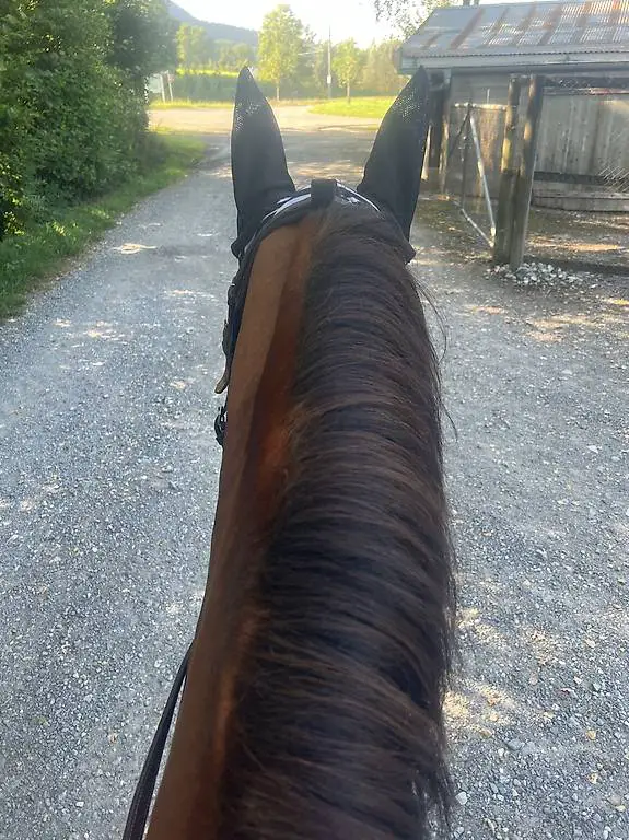 Reitbeteiligung in Schaan