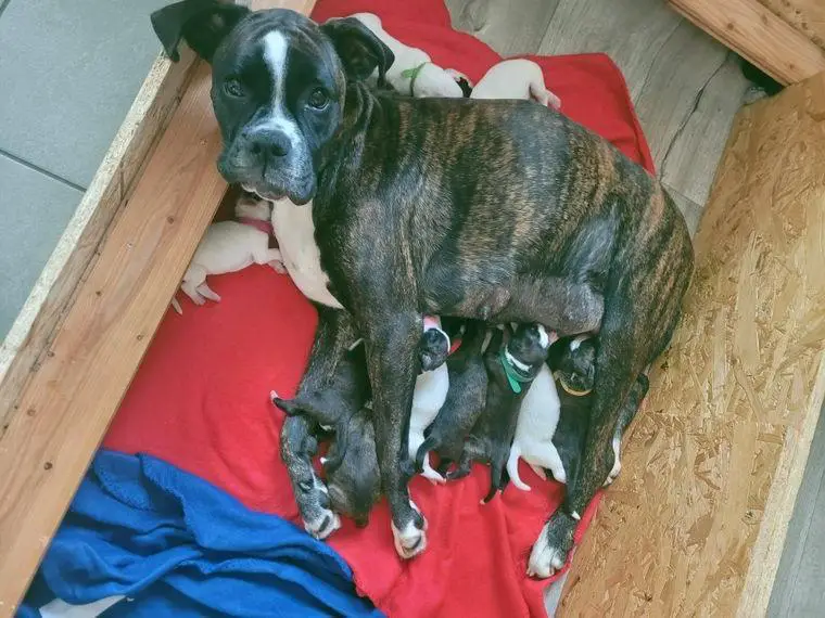 13 Boxerwelpen