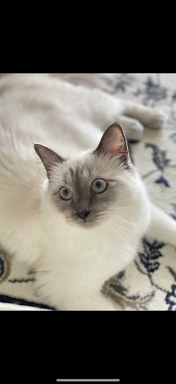 Wunderschöner Heilige Birma Kater sucht neues Zuhause