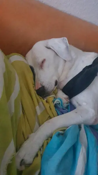 Dalmatiner Mix (Dalmatiner / Appenzeller Mischling) vom Tierheim