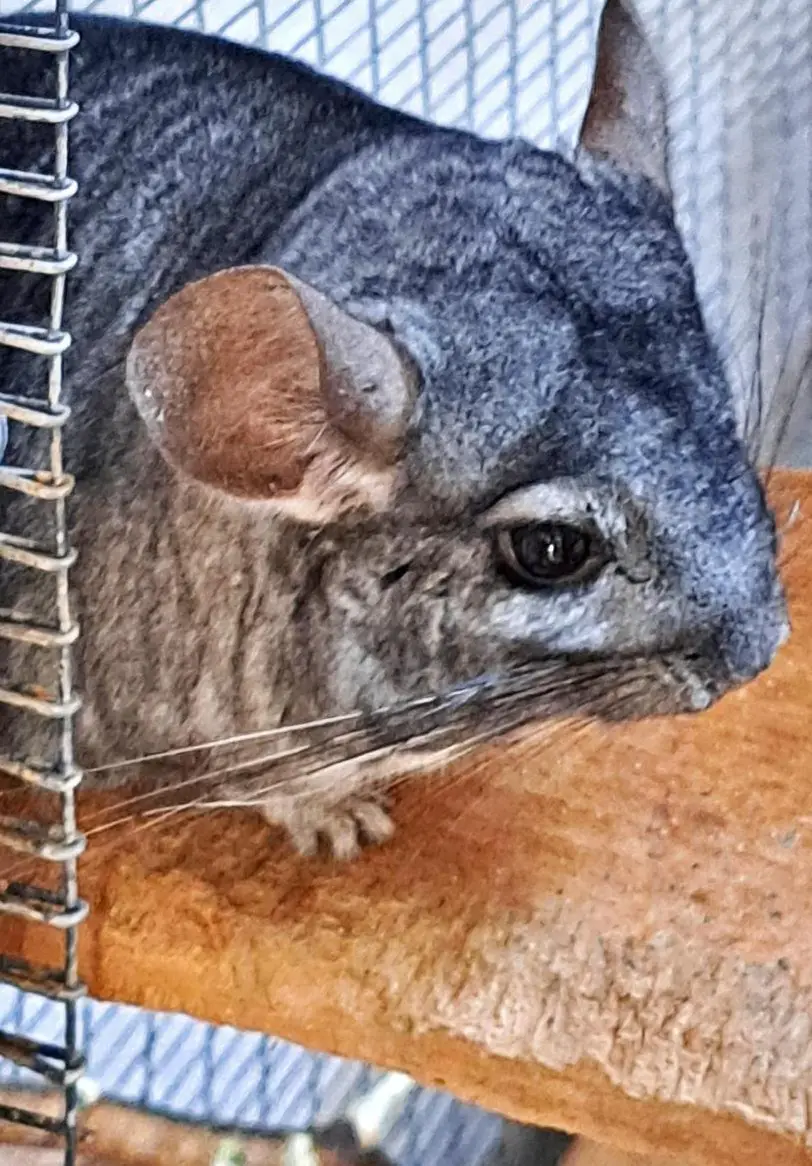 2 Chinchilla Männchen suchen ein neues Zuhause