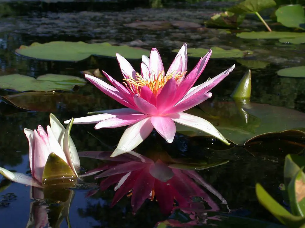 Seerose Teichpflanze Nymphaea "Newton"