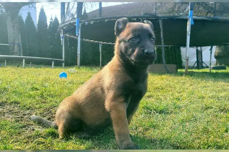 Top Malinois Welpen aus Super Linien