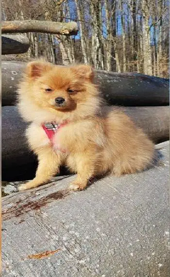 Kleinspitz/Zwergspitz