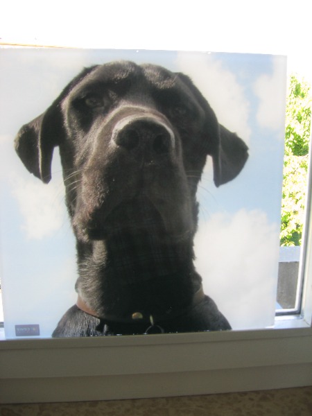 Deko Labrador schwarzer Hund Bild