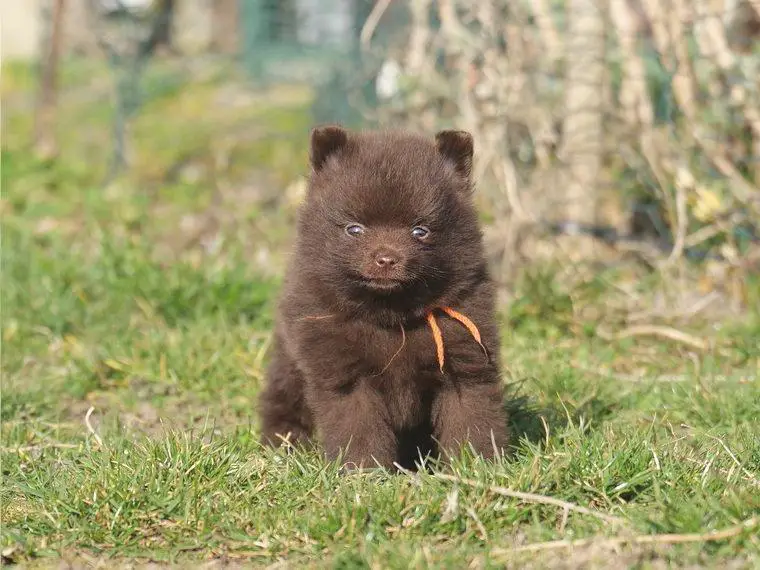 Deutsche Kleinspitzwelpen braun mit Ahnentafeln