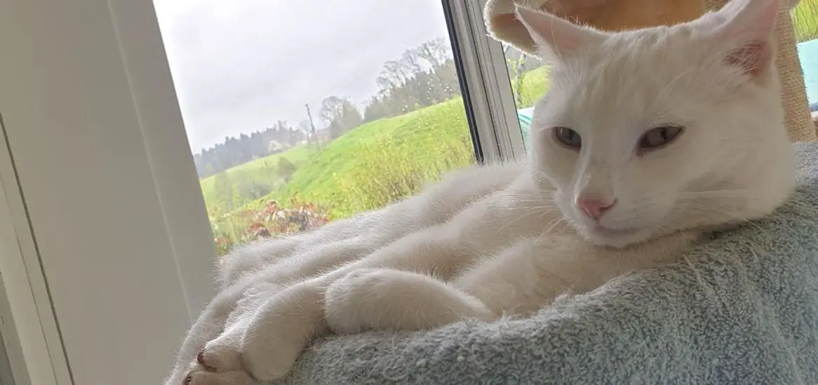 Scheeweisser Kater Fridolin, sehr zahm