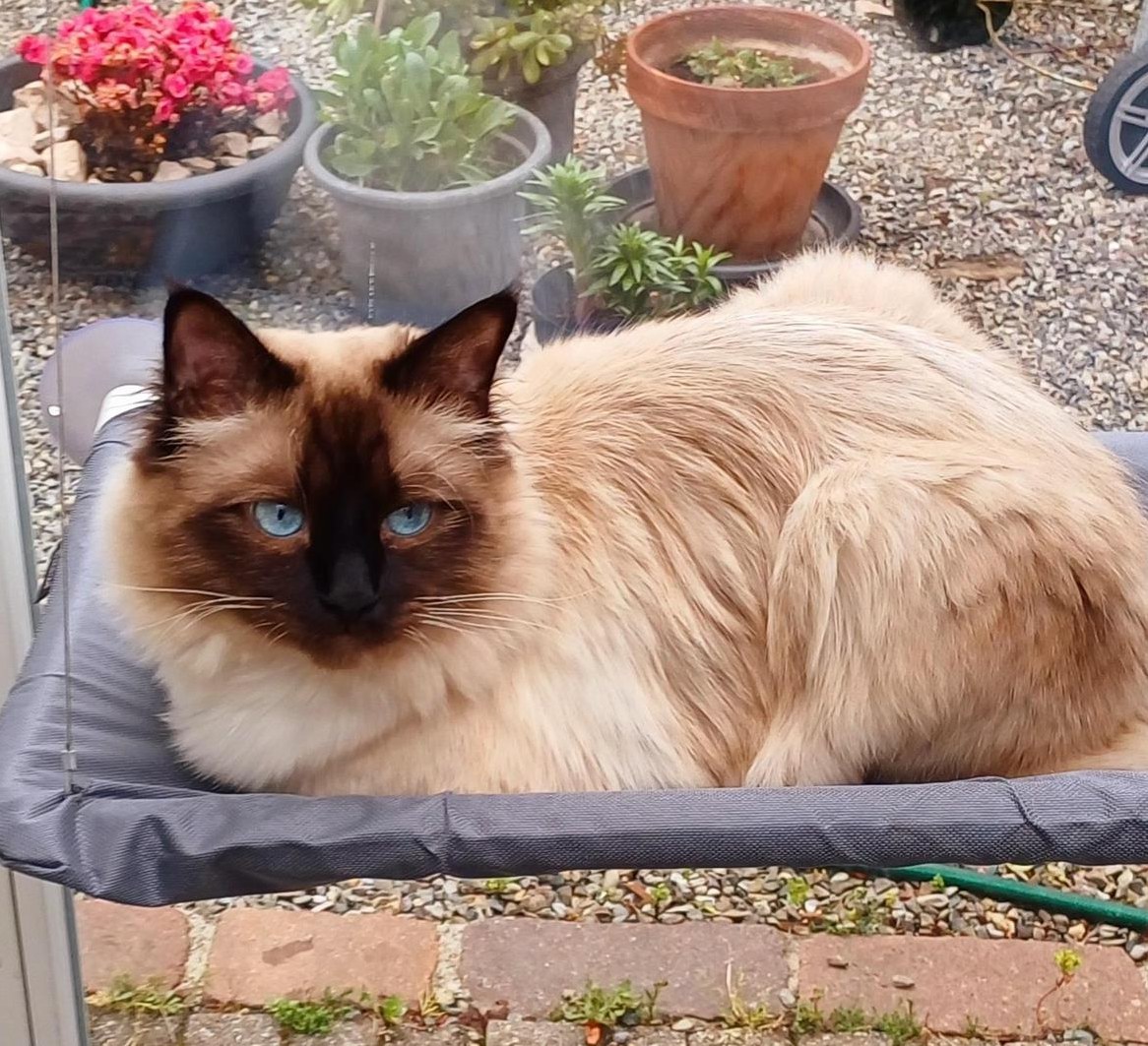 Deckkater Heilige Birma Mix - Besuch bei Katzendame möglich