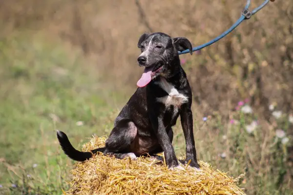 Dariuszina, ca. 1,4 Jahre, Mischlingshündin, z.zt. in Ungarn