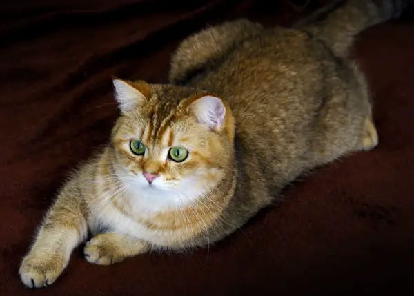 Deckkater Loui BSH - black golden ticked tabby BSH