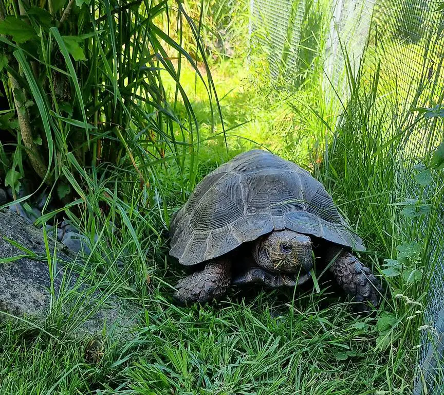 schildkröten /riesenschildkröten zu verkaufen