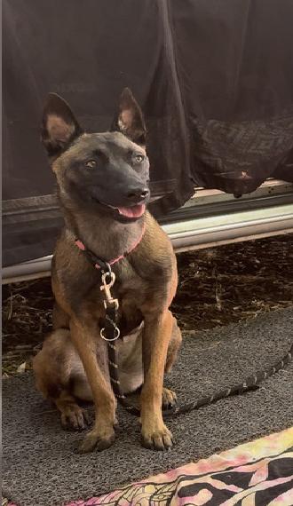 Malinois Hündin (1,5 Jahre)
