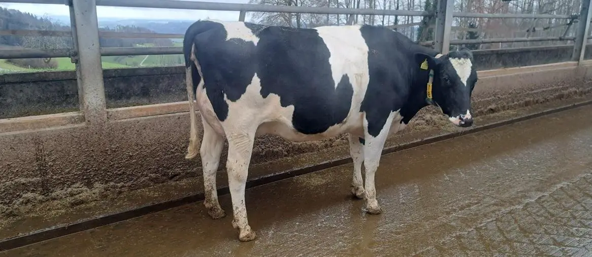 Diverse Melkstand Holstein Kühe zu verkaufen