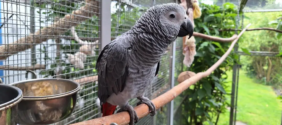 Kongo Graupapagei, weiblich zu verkaufen