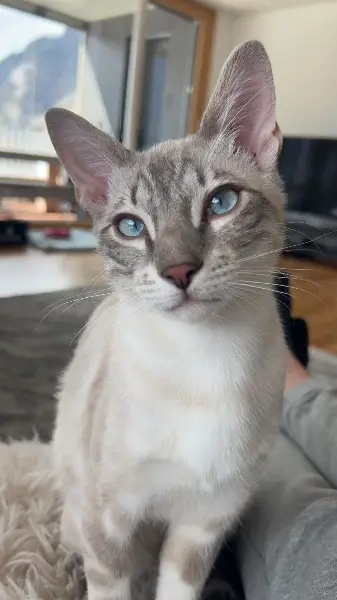 Wunderschöner Siam-Tigermix-Deckkater sucht seine Katzendame