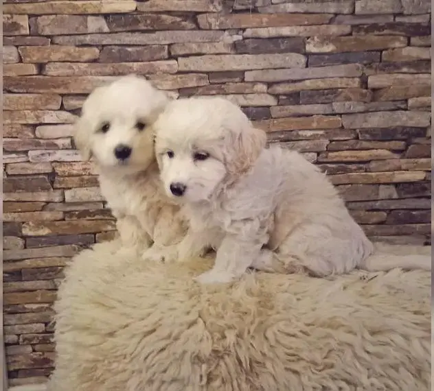 Poo- Ton- Welpe: Cotton de tulear/ Pudel