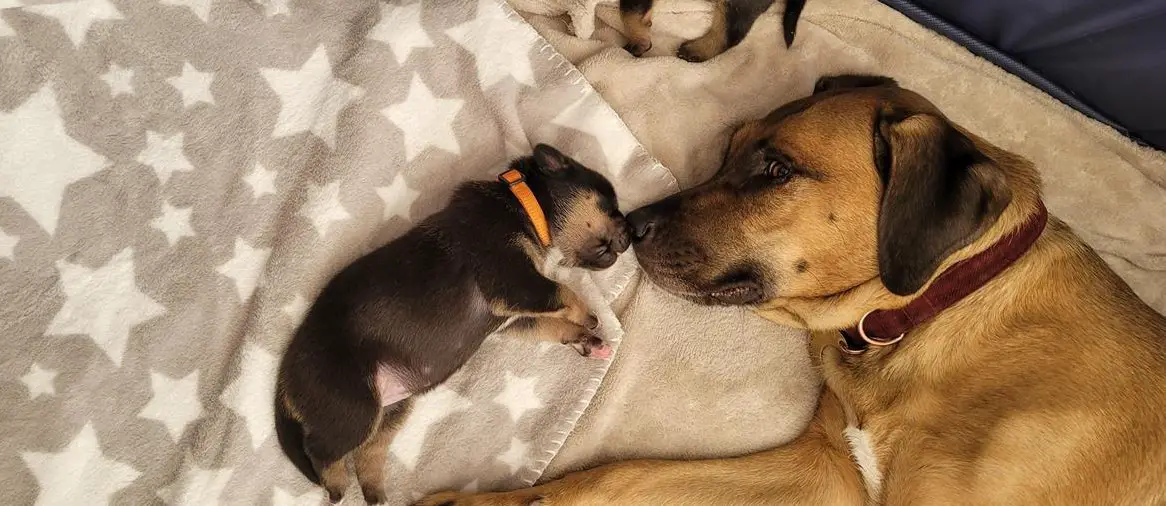 Cane Corso Mischlingswelpen suchen liebes Zuhause