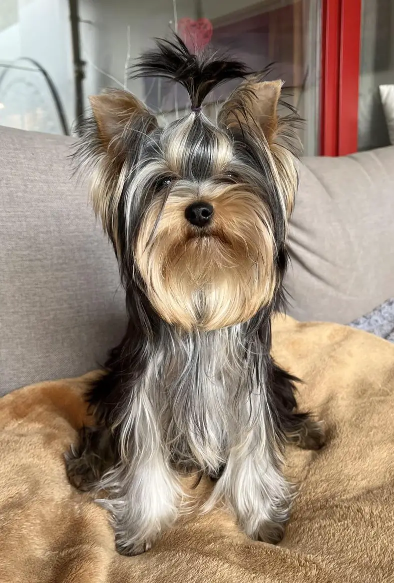 Luna ein herziges Yorkshire Terrier Mädchen