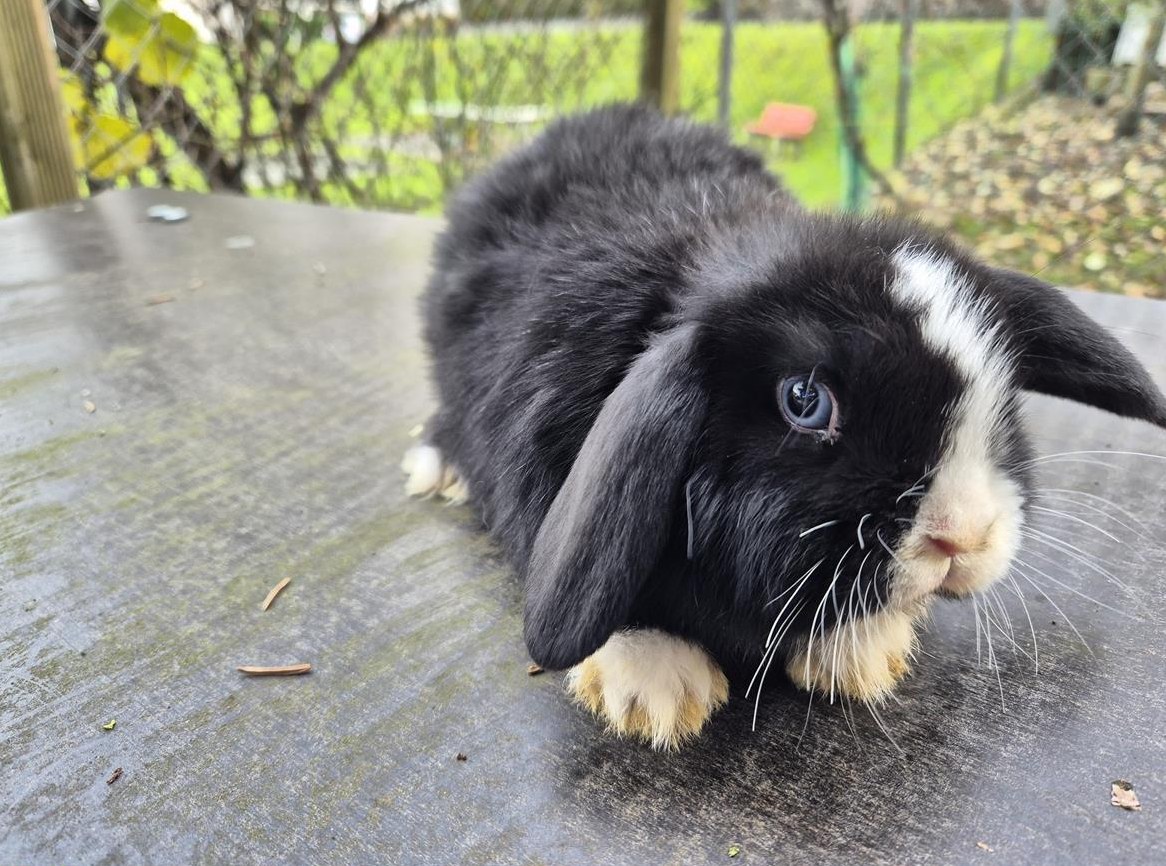 Süsser junger Minilop Rammler