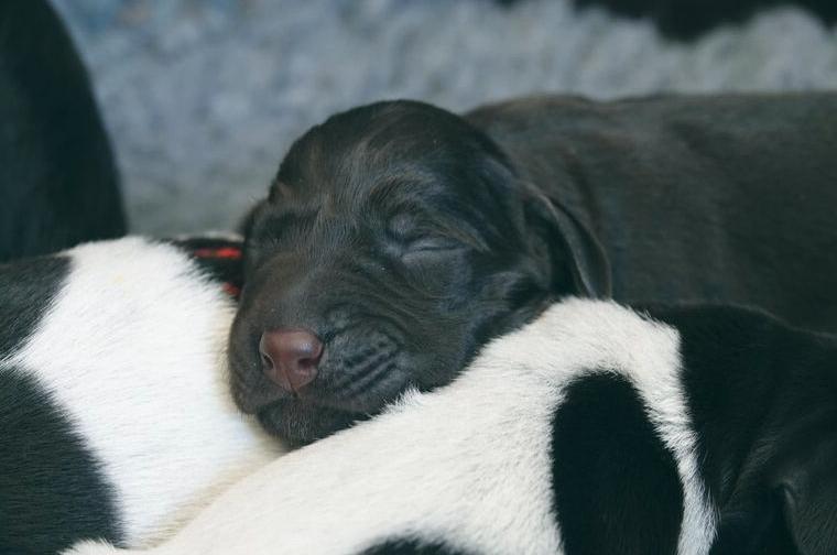 Deutsch Drahthaar Welpen