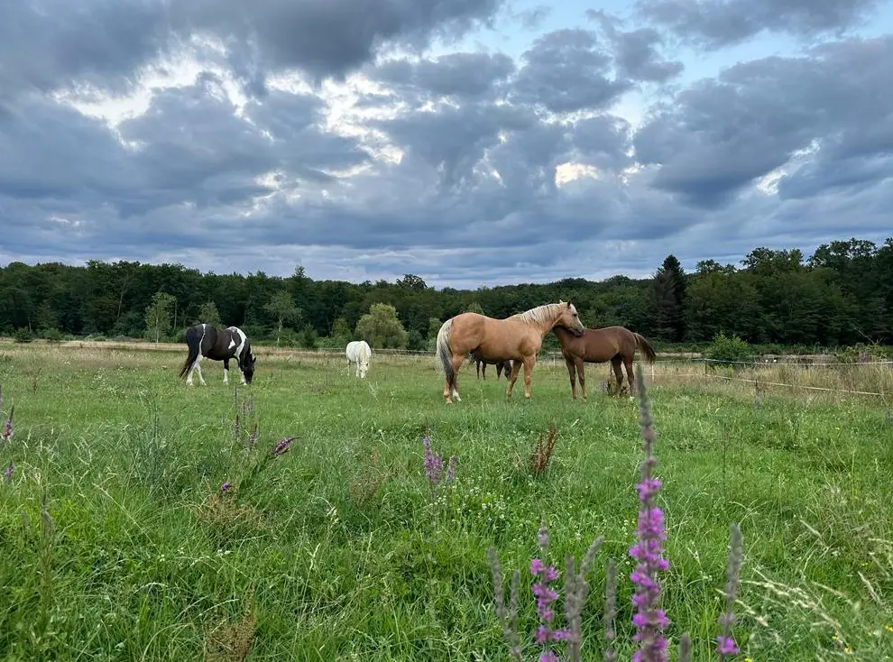 Wohnen mit Pferden auf Bauernhof in Frankreich
