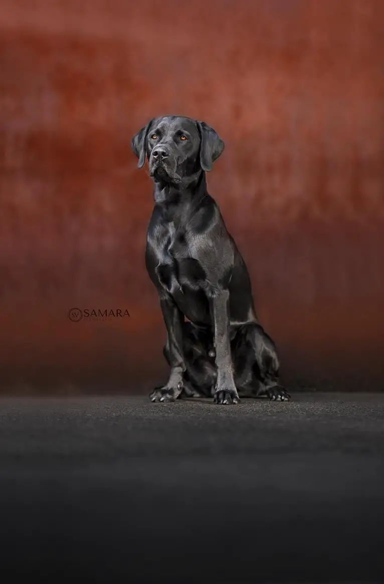 Labrador Deckrüde reinrassig Arbeitslinie schwarz, nicht zum Verkauf