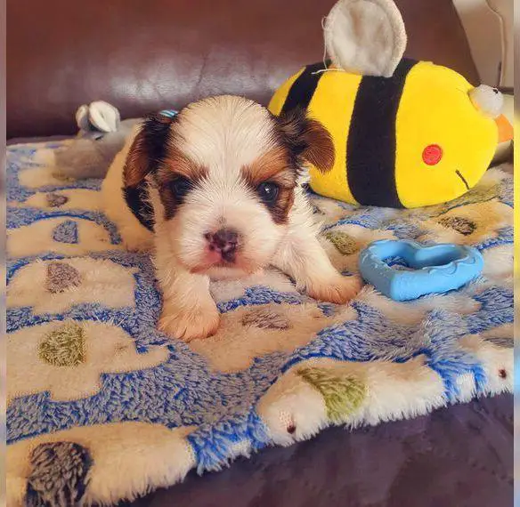 Biewer Yorkshire Terrier a la Pom Pon Welpe Rüde reinrassig/selten