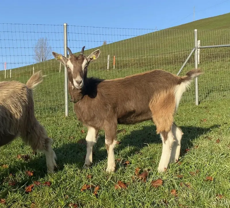 Toggenburger Mischlingsgitzi an guten Platz zu verkaufen