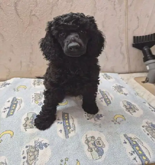 Traumhafte Kleinpudelhündin Welpe mit Ahnentafel