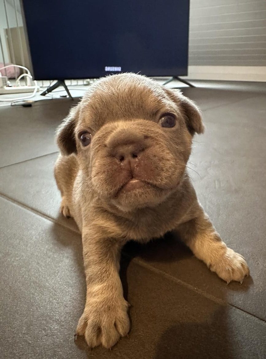 Französische Bulldogge Welpen, Rüden und Weibchen