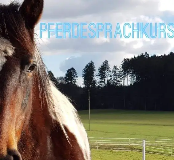 Pferdesprachkurs natürlich - authentisch - pferdisch
