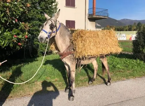 Schöne Maultier zu verkaufen