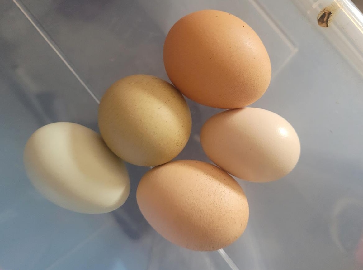 Hühner und Hühnerstall zu verkaufen