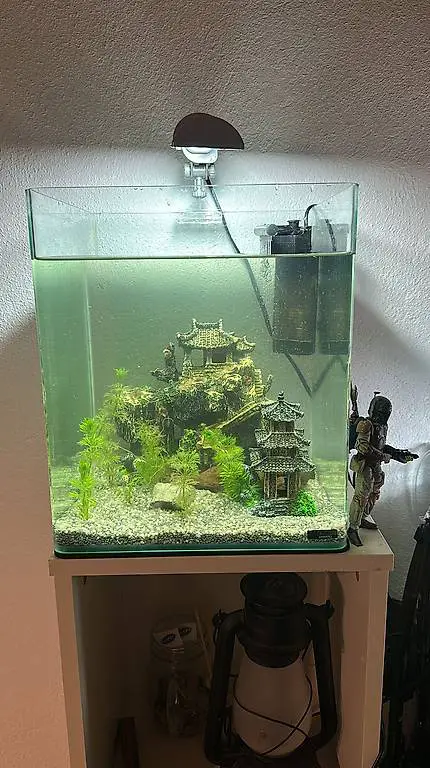 30L Nano Cube mit Kampffisch